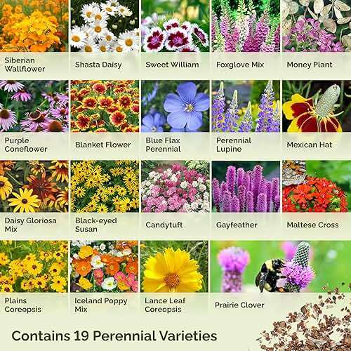 Eden Brothers All Perennial Wildflower Seed Mix for Planting, 1/4 lb, 120,000+ Seeds, Throw and Grow 19 Flower Varieties, Non-GMO Covers 250-500 Sq Ft, Attracts Pollinators, Spring or Fall, Zones 3-10 - Image 4