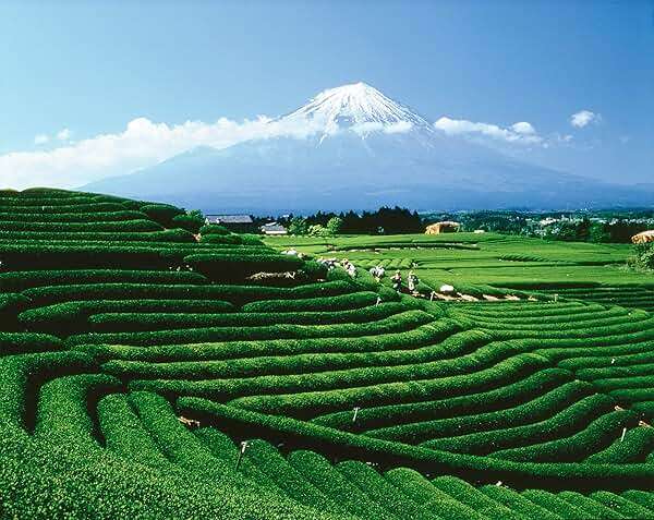 Palais des Thés - Blue of London - Earl Grey Black Tea, Bergamot & Cornflower - Premium Tea Bags, Serves 20 Cups - Image 5