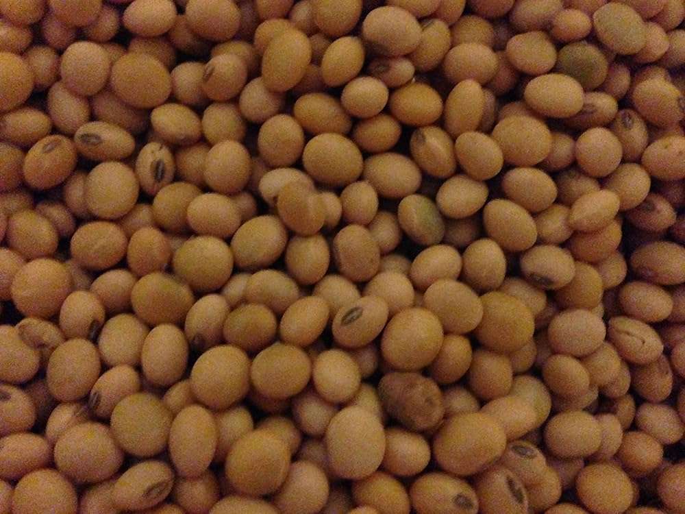 Non GMO Organic Soybeans - 20 lb - Image 1
