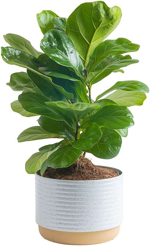 Costa Farms Baby Fiddle Leaf Fig Live Plant in Decorative Pot, Indoor Houseplant, Perfect for Home, Room, or Office Decor, Great House Warming or Birthday Gift, 12-18 Inches Tall - Image 1