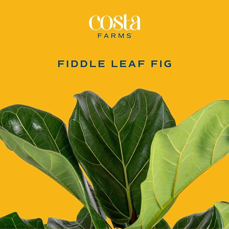 Costa Farms Baby Fiddle Leaf Fig Live Plant in Decorative Pot, Indoor Houseplant, Perfect for Home, Room, or Office Decor, Great House Warming or Birthday Gift, 12-18 Inches Tall - Image 2
