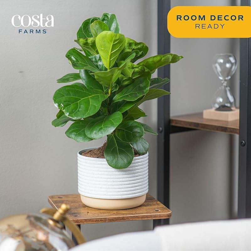 Costa Farms Baby Fiddle Leaf Fig Live Plant in Decorative Pot, Indoor Houseplant, Perfect for Home, Room, or Office Decor, Great House Warming or Birthday Gift, 12-18 Inches Tall - Image 3