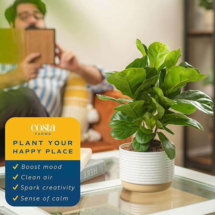 Costa Farms Baby Fiddle Leaf Fig Live Plant in Decorative Pot, Indoor Houseplant, Perfect for Home, Room, or Office Decor, Great House Warming or Birthday Gift, 12-18 Inches Tall - Image 4