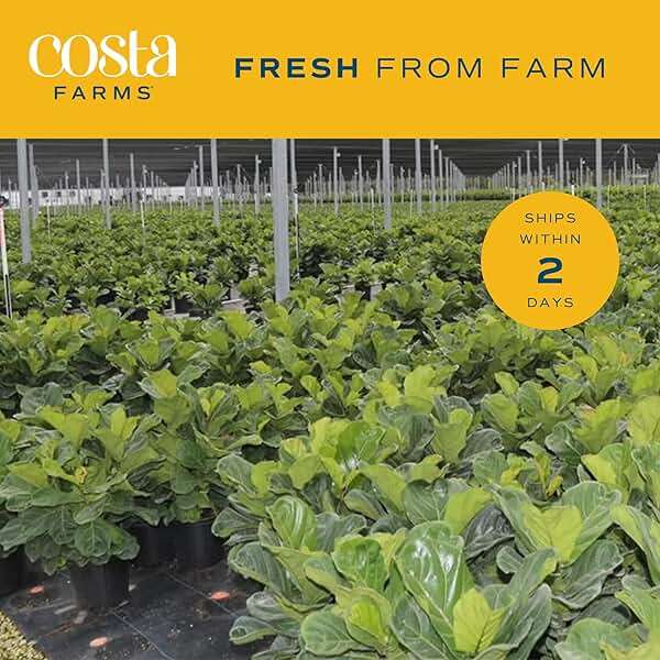 Costa Farms Baby Fiddle Leaf Fig Live Plant in Decorative Pot, Indoor Houseplant, Perfect for Home, Room, or Office Decor, Great House Warming or Birthday Gift, 12-18 Inches Tall - Image 5