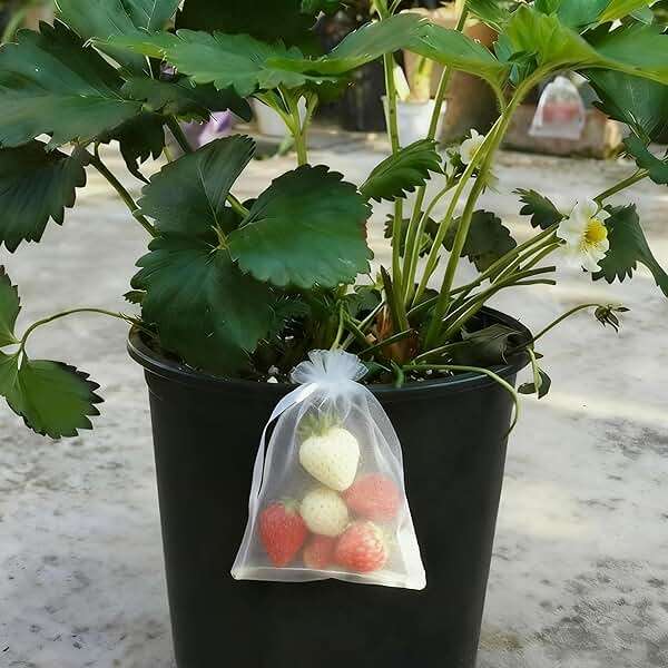 YunKo 50pcs Organza Bags 6x9 Inches Drawstring Gift Jewelry Mesh Bags Fruit Protection Bag White Sheer Organza Wedding Party Favor Bag - Image 8