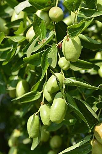 US Organic Jojoba Oil, USDA Certified Organic,100% Pure & Natural, Cold Pressed Virgin, Unrefined, Haxane Free, Sourced from Middle East Directly (Medium (4oz, 115ml)) - Image 7