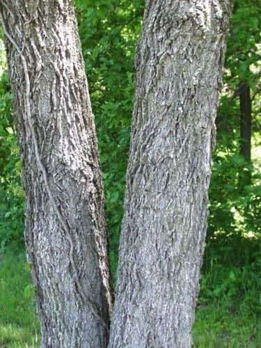 Black Walnut, Juglans Nigra, (Northern Source), Tree 3 Seeds - Image 3