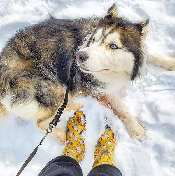 Sloggers Waterproof Garden Rain Boots for Women - Cute MidCalf Boots - Image 3