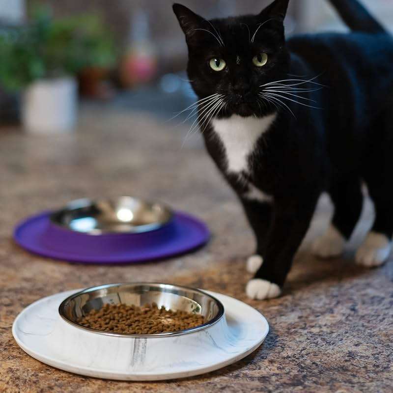 Messy Cats Single Silicone Feeder with Stainless Saucer Shaped Bowl | Anti-Slip Non-Skid Cat Food Bowl | One Cat Bowl in Feeding/Water Station | 1.75 Cups (Purple) - Image 7