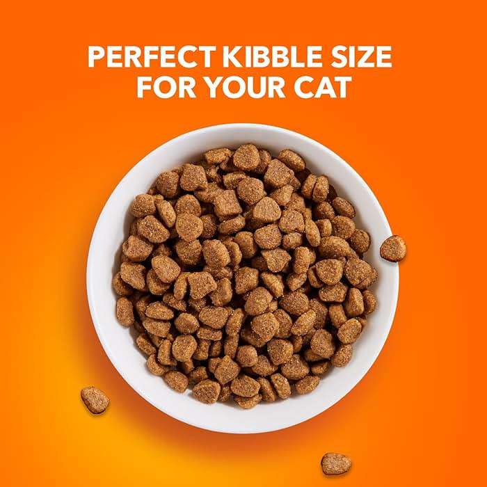 IAMS Proactive Health Dry Cat Food, Healthy Cat Food Dry Recipe for Adults, with Chicken 22 lb. Bag - Image 8