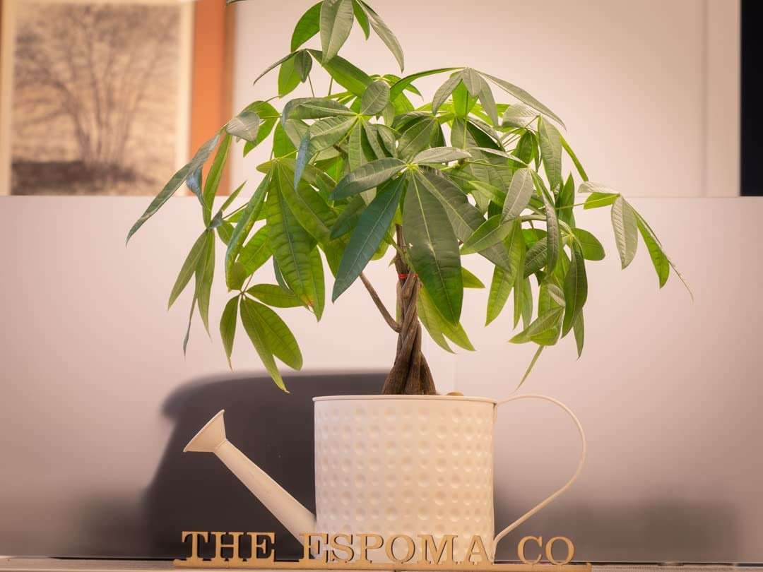 Espoma Organic 8 Ounce Concentrated Indoor! Plant Food - Indoor Plant Fertilizer for Large & Small Plants Like Pothos, Fiddle Leaf Fig, Monstera, Snake & Palms - Image 2