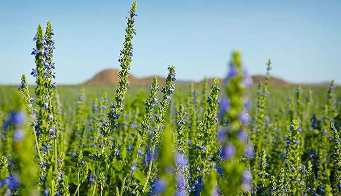 Chia Seeds for Planting, 1000+ Seeds Per Packet,Herb/Flower, (Isla's Garden Seeds), Non GMO & Heirloom Seeds, Scientific Name: Salvia hispanica, Great Gift - Image 2