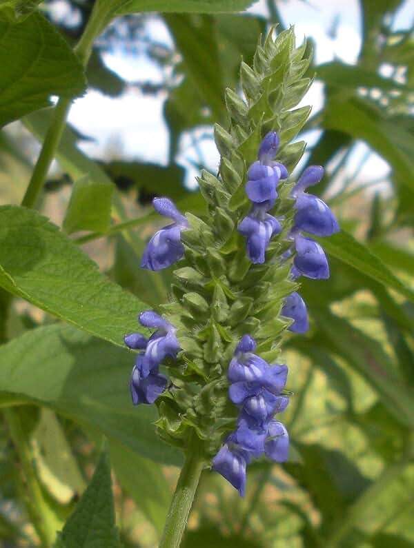 Chia Seeds for Planting, 1000+ Seeds Per Packet,Herb/Flower, (Isla's Garden Seeds), Non GMO & Heirloom Seeds, Scientific Name: Salvia hispanica, Great Gift - Image 3