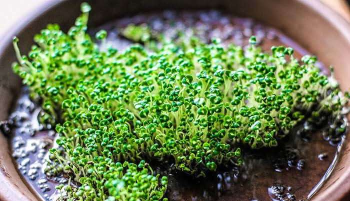 Chia Seeds for Planting, 1000+ Seeds Per Packet,Herb/Flower, (Isla's Garden Seeds), Non GMO & Heirloom Seeds, Scientific Name: Salvia hispanica, Great Gift - Image 4