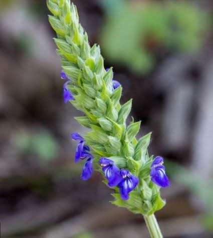 Chia Seeds for Planting, 1000+ Seeds Per Packet,Herb/Flower, (Isla's Garden Seeds), Non GMO & Heirloom Seeds, Scientific Name: Salvia hispanica, Great Gift - Image 5