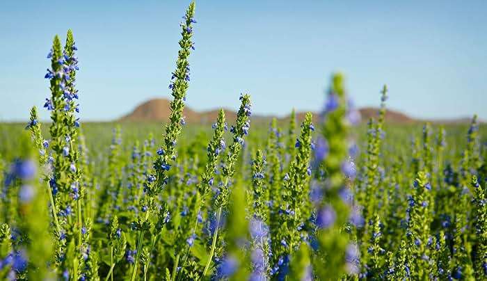 Chia Seeds for Planting, 1000+ Seeds Per Packet,Herb/Flower, (Isla's Garden Seeds), Non GMO & Heirloom Seeds, Scientific Name: Salvia hispanica, Great Gift - Image 6