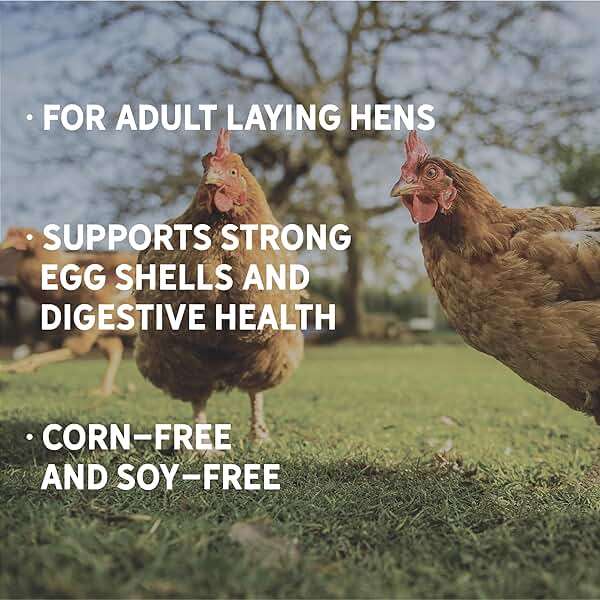 New Country Organics | Corn-Free Classic Layer Chicken Feed for Laying Hens | Corn-Free and Soy-Free | 17% Protein | Certified Organic and Non-GMO Chicken Food | 25lbs Bag - Image 4