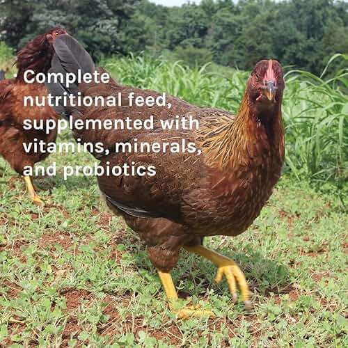 New Country Organics | Corn-Free Classic Layer Chicken Feed for Laying Hens | Corn-Free and Soy-Free | 17% Protein | Certified Organic and Non-GMO Chicken Food | 25lbs Bag - Image 5