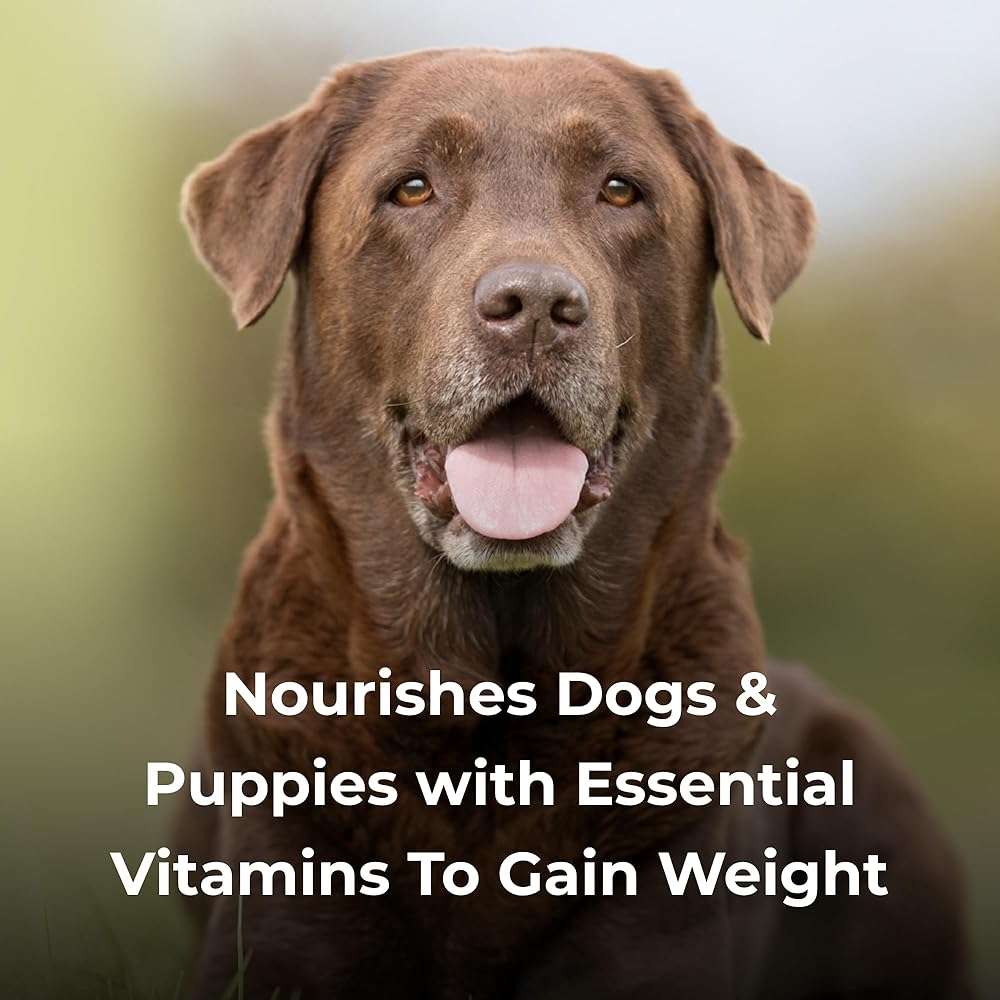 PetAg Dyne High Calorie Liquid Nutritional Supplement for Dogs & Puppies 8 Weeks and Older - 1 Gallon - Supports Performance and Endurance - Sweet Vanilla Flavor - Image 6