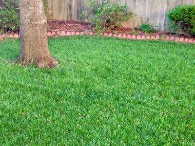 SeedRanch Titan Rx (Ultra) Tall Fescue Grass Seeds - 50 Lbs. - Image 3