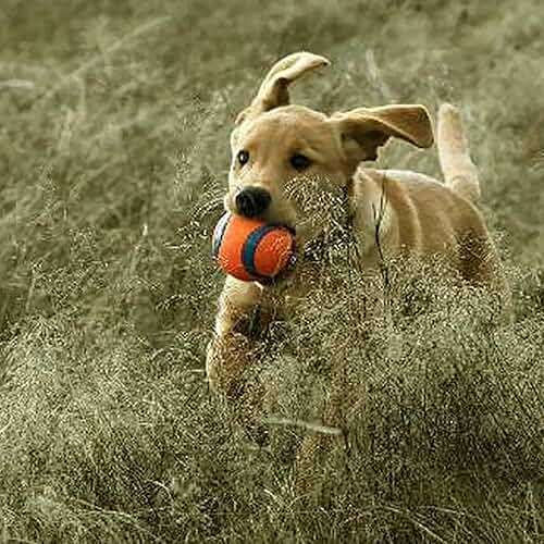 Chuckit! Dog Fetch Toy Ultra Ball Durable Rubber Fits Launcher Small 4 Balls - Image 6