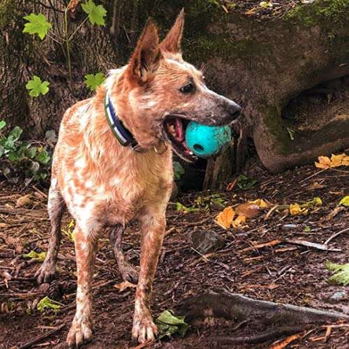 Chew King Fetch Balls Extremely Durable Natural Rubber Toy Pack of 3 - 3 inch Balls (CM-0263-CS01) - Image 9