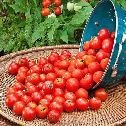 Bonnie PLANTS Husky Cherry Red Tomato Live Vegetable Plants - 4 Pack, Non-GMO, Bite Sized, Disease Resistant - Image 2