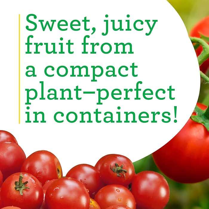 Bonnie PLANTS Husky Cherry Red Tomato Live Vegetable Plants - 4 Pack, Non-GMO, Bite Sized, Disease Resistant - Image 4