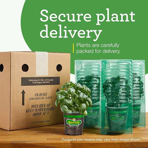 Bonnie PLANTS Husky Cherry Red Tomato Live Vegetable Plants - 4 Pack, Non-GMO, Bite Sized, Disease Resistant - Image 8