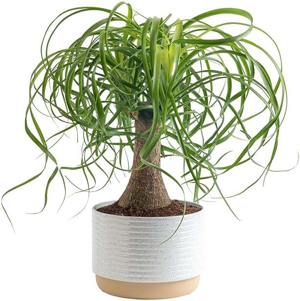 Costa Farms Ponytail Palm Live Plant in Decorative Pot, Easy to Maintain Indoor Houseplant, Perfect for Home, Room, or Office Decor, Great House Warming or Birthday Gift, 12-22 Inches Tall - Image 1