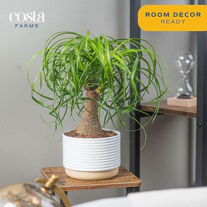 Costa Farms Ponytail Palm Live Plant in Decorative Pot, Easy to Maintain Indoor Houseplant, Perfect for Home, Room, or Office Decor, Great House Warming or Birthday Gift, 12-22 Inches Tall - Image 2