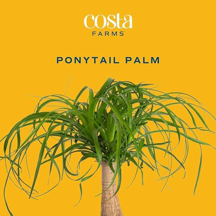 Costa Farms Ponytail Palm Live Plant in Decorative Pot, Easy to Maintain Indoor Houseplant, Perfect for Home, Room, or Office Decor, Great House Warming or Birthday Gift, 12-22 Inches Tall - Image 3