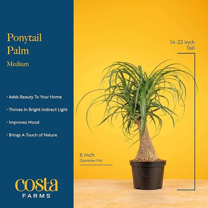 Costa Farms Ponytail Palm Live Plant in Decorative Pot, Easy to Maintain Indoor Houseplant, Perfect for Home, Room, or Office Decor, Great House Warming or Birthday Gift, 12-22 Inches Tall - Image 4