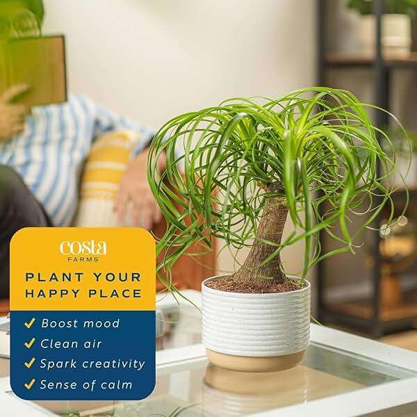 Costa Farms Ponytail Palm Live Plant in Decorative Pot, Easy to Maintain Indoor Houseplant, Perfect for Home, Room, or Office Decor, Great House Warming or Birthday Gift, 12-22 Inches Tall - Image 5