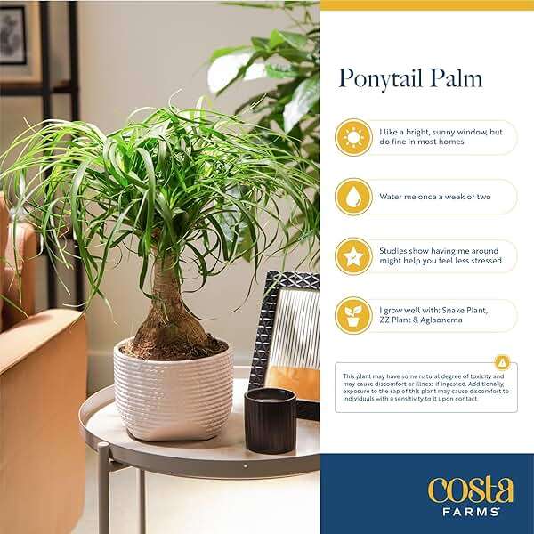 Costa Farms Ponytail Palm Live Plant in Decorative Pot, Easy to Maintain Indoor Houseplant, Perfect for Home, Room, or Office Decor, Great House Warming or Birthday Gift, 12-22 Inches Tall - Image 6