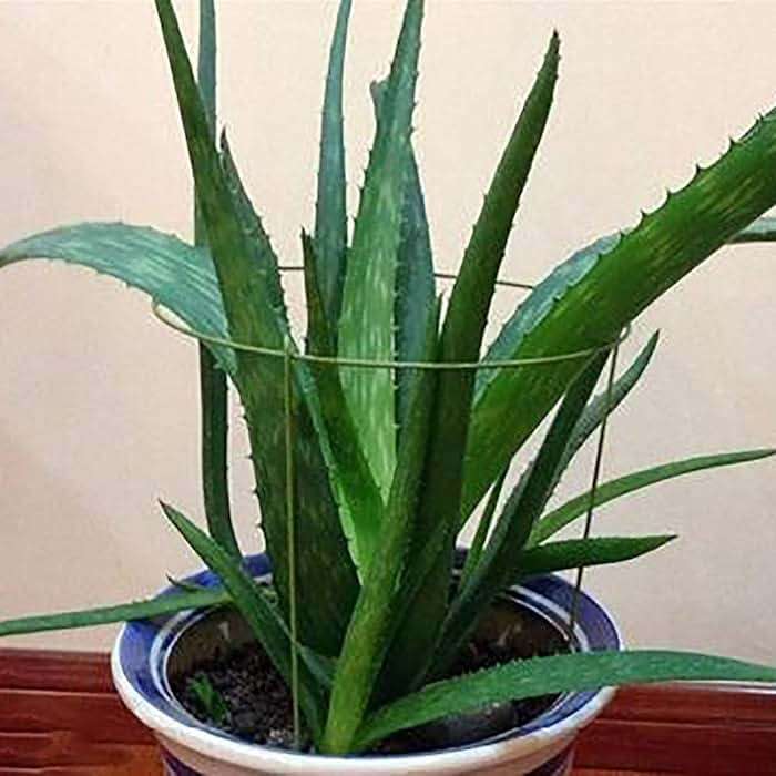 Hanobo 5 Pack Garden Plant Support Rings for Potted Plant, 6" Wide x 11" High, 3 Legs - Image 2