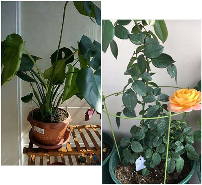Hanobo 5 Pack Garden Plant Support Rings for Potted Plant, 6" Wide x 11" High, 3 Legs - Image 3