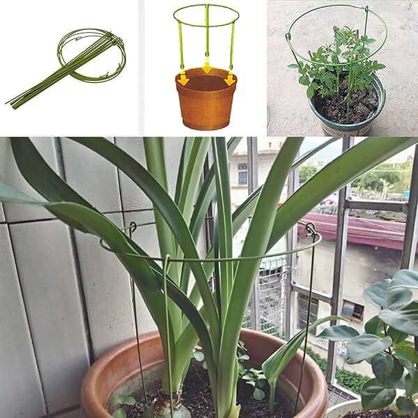Hanobo 5 Pack Garden Plant Support Rings for Potted Plant, 6" Wide x 11" High, 3 Legs - Image 4