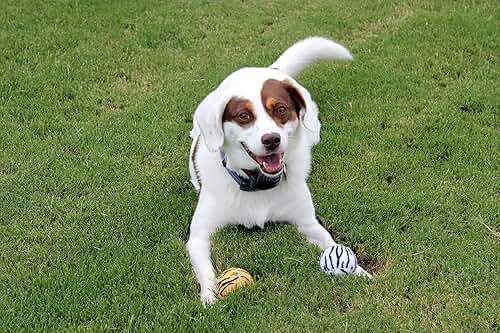 Launch-It Dog Ball Launcher with 4 Animal Print Squeaker Balls - Image 8