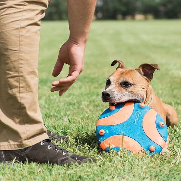 Chuckit! Whistle Flight Outdoor Dog Fetch Toy, Orange/Blue, 10.6" x 1.2" x 11.1", For Medium to Large Dogs - Image 2