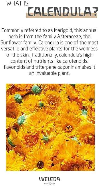 Weleda Baby Calendula Body Lotion and Shampoo-Body Wash Bundle, 6.8 Fluid Ounce (Pack of 2), Plant Rich Baby Care with Calendula and Sweet Almond Oil - Image 4