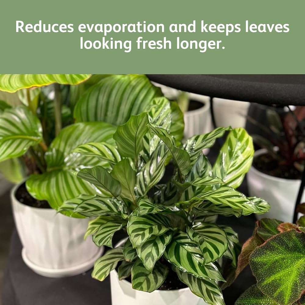 Chrysal LeafShine Spray for Indoor Plants - 5.6 oz (250 ml) - Image 9