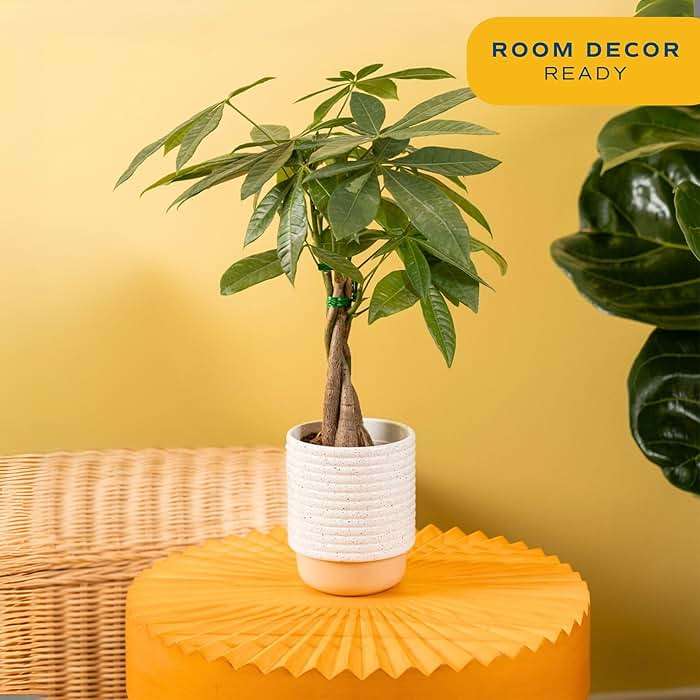 Costa Farms Money Tree (Pachira Aquatica) Live Indoor Bonsai-Style Plant, 12-16 Inches Tall, Braided Trunk Houseplant in Decorative Pot, Easy Care Pet-Friendly Decor - Image 2