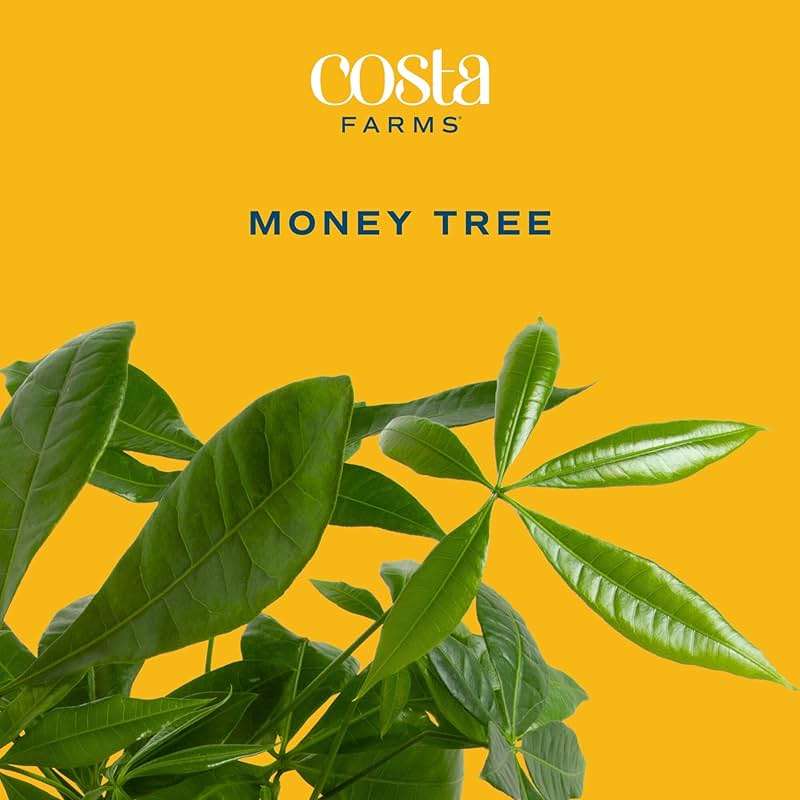 Costa Farms Money Tree (Pachira Aquatica) Live Indoor Bonsai-Style Plant, 12-16 Inches Tall, Braided Trunk Houseplant in Decorative Pot, Easy Care Pet-Friendly Decor - Image 3
