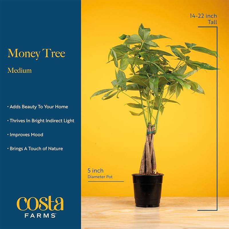 Costa Farms Money Tree (Pachira Aquatica) Live Indoor Bonsai-Style Plant, 12-16 Inches Tall, Braided Trunk Houseplant in Decorative Pot, Easy Care Pet-Friendly Decor - Image 4