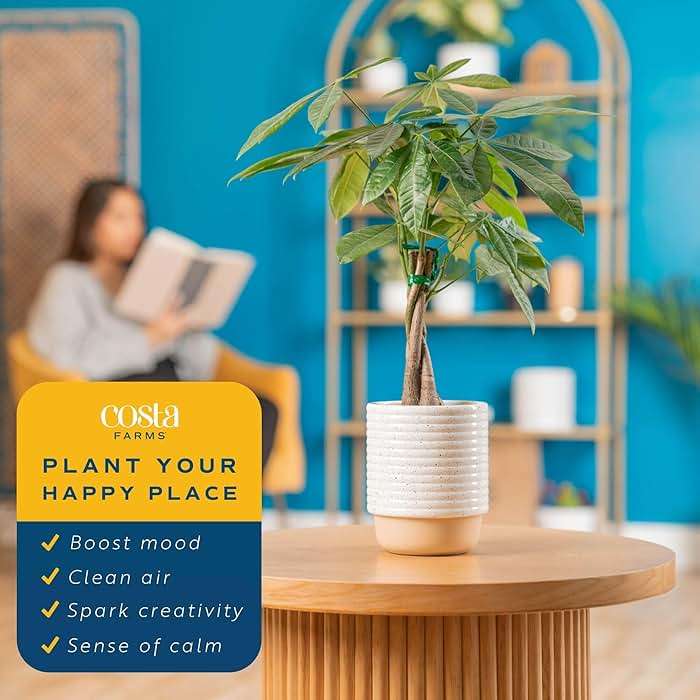 Costa Farms Money Tree (Pachira Aquatica) Live Indoor Bonsai-Style Plant, 12-16 Inches Tall, Braided Trunk Houseplant in Decorative Pot, Easy Care Pet-Friendly Decor - Image 5