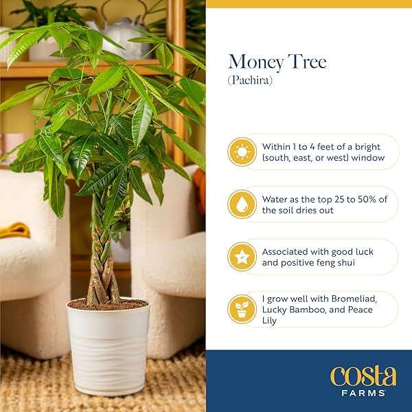 Costa Farms Money Tree (Pachira Aquatica) Live Indoor Bonsai-Style Plant, 12-16 Inches Tall, Braided Trunk Houseplant in Decorative Pot, Easy Care Pet-Friendly Decor - Image 6