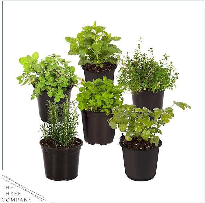 Live Herb - Assortment (6 Per Pack) – Grower's Choice Varieties, Rosemary, Eucalyptus, Mint, Lemon Balm & Other Assorted Herbs, Aromatic & Health Enhancer - Image 15