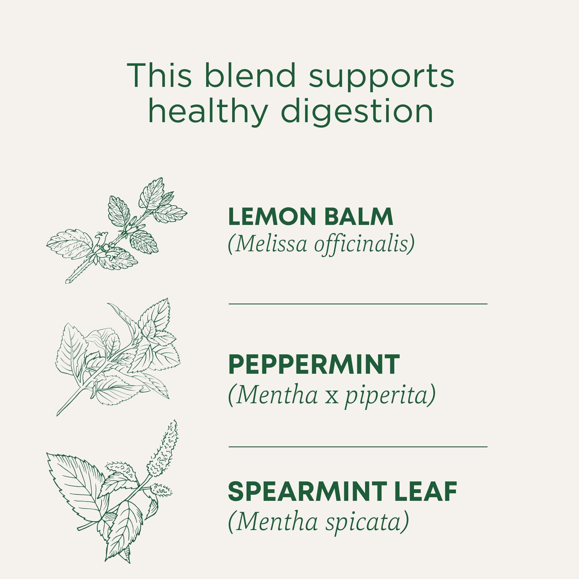 Traditional Medicinals Tea, Organic Triple Mint - Supports Healthy Digestion - Kosher, Non-GMO, Caffeine-Free - 16 Tea Bags - Image 3