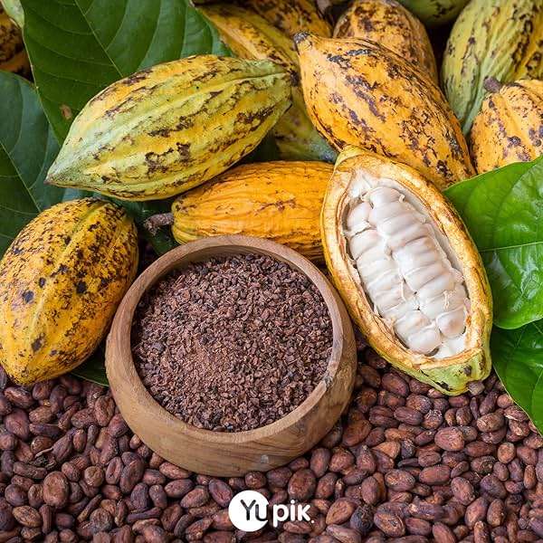 Yupik Organic Raw Cacao Beans, 2.2 lb (35.2 oz), Vegan, GMO-Free, Kosher, Gluten-Free, Dried Beans, Fermented, Unroasted, No Sugar Added, Source of Fiber & Iron, Ideal for Baking & Chocolate Making - Image 7